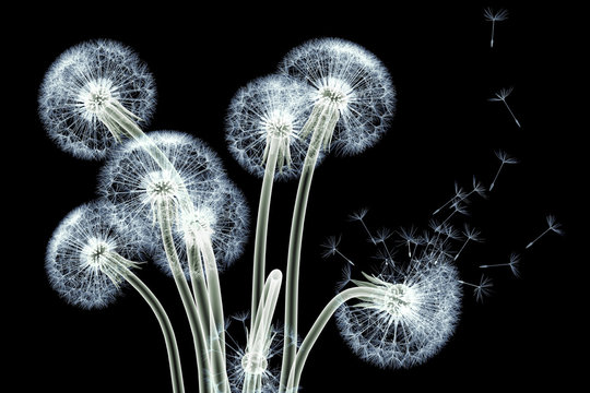 Fototapeta x-ray image of a flower isolated on black , the Taraxacum dandel