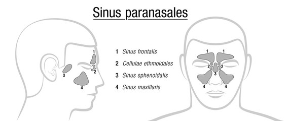 Paranasal sinuses - LATIN TERMS! Isolated vector illustration over white. - obrazy, fototapety, plakaty
