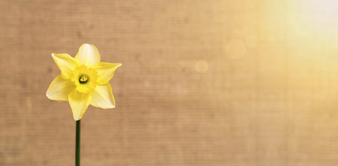 Spring flower website banner with copy space