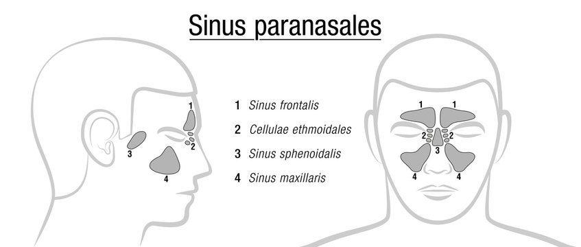 Paranasal sinuses - LATIN TERMS! Isolated vector illustration over white.