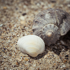 Shells on the sand as a beach background