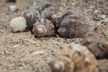 Shells on the sand as a beach background