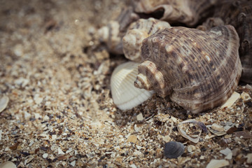 Shells on the sand as a beach background