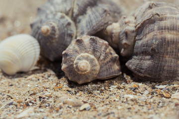 Shells on the sand as a beach background