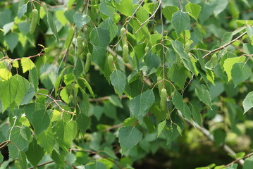 natural background birch branch
