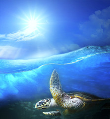 turtle swimming under clear sea blue water with sun shining on s