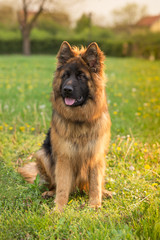 German Shepherd sitting on the green grass