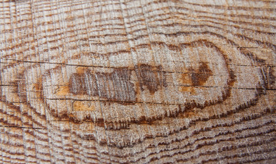 Fototapeta premium wood texture