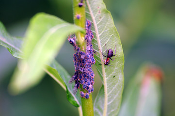 Waldameise schleckt Honigtau