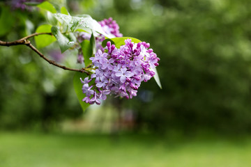 lilac flower. with bokeh background.