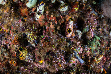 Coral Reef Biodiversity in Raja Ampat