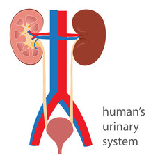 human's urinary system with diagrammatic view of kidney vector illustration
