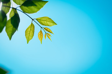 leaf texture blue background
