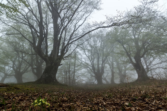 fog in beech forest