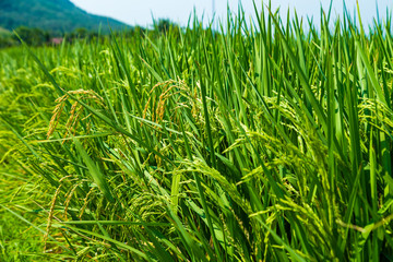 Rice crop growing on plantation close up.