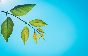 leaf texture blue background