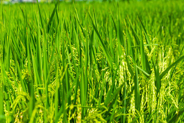 Rice crop growing on plantation close up.