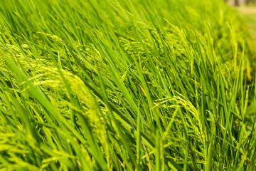 Rice crop growing on plantation close up.