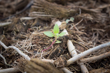 The new life of plants, plants are sprouting and growing.