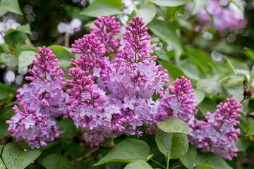 Fototapeta na wymiar Wet after rain blooming lilac flowers in the garden on a blurred green background. Shallow focus