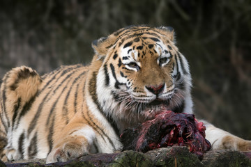 Naklejka premium Siberian Tiger (Panthera tigris altaica)