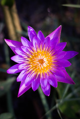  beautiful lotus flower 