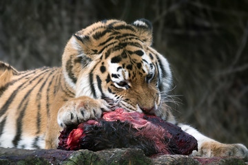 Naklejka premium Siberian Tiger (Panthera tigris altaica)