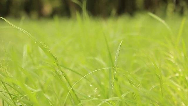 Grass in the rain 