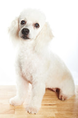 Pretty female poodle