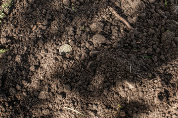 Ancient coin in the earth