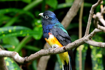 White-tailed trogon Bird Trogon chionurus