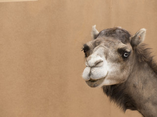 Arabian camel curios looking.