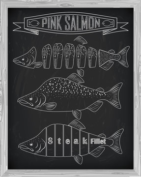 Beautiful fresh salmon closeup side view drawn with chalk. Pink