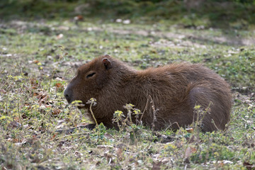 Capybara (Hydrochoerus hydrochaeris)