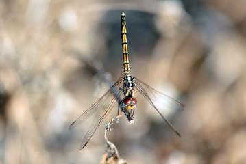 Tiger dragonfly