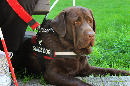  Seeing Eye Dog/Guide Dog for the Blind 