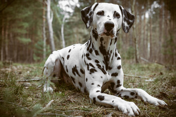 Dalmatian Is Sitting In The Forest - obrazy, fototapety, plakaty