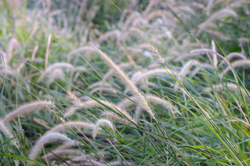 Grass flower in garden at countryside.(Soft focus.)