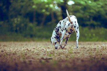 Dalmatian Smells On The Ground In Nature
