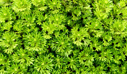  rolling hills of green fields