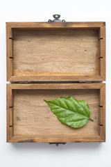 green leaf in box