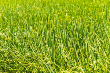 Green rice field in Thailand