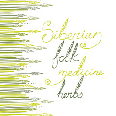 Siberian folk medecine herbs vector set. Botanical vector set.