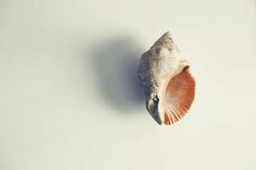 beautiful mollusk shell on white table 