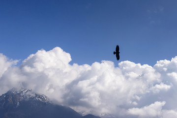 Naklejka na ściany i meble bird of pray flying above the clouds, Orobie