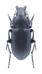 Beetle  Poecilus punctulatus