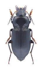 Beetle Anisodactylus binotatus