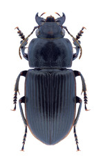 Beetle Anisodactylus signatus