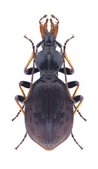 Beetle Cychrus attenuatus attenuatus