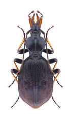 Beetle Cychrus attenuatus attenuatus